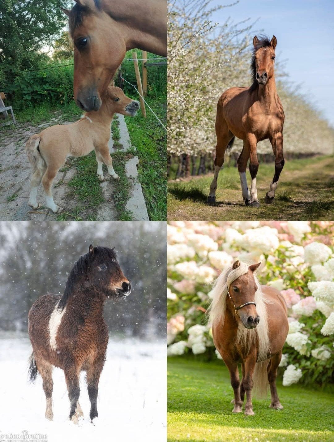 stalling/weidegang valburg, Weidegang, 1 paard of pony