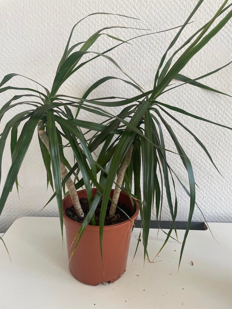 Dracaena Marginata - Drakenbloedboom, Ophalen, 100 tot 150 cm, Overige soorten, Halfschaduw