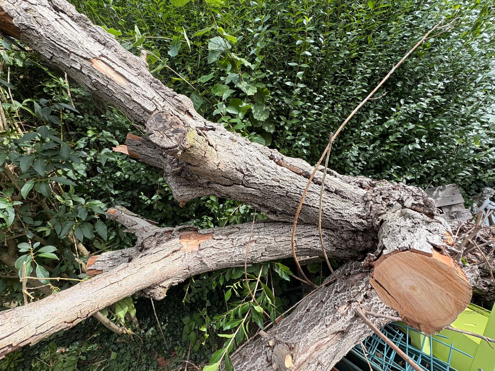 Stookhout GRATIS zelf in stukken zagen, Tuin en Terras, 3 tot 6 m³, Ophalen, Overige houtsoorten, Stammen
