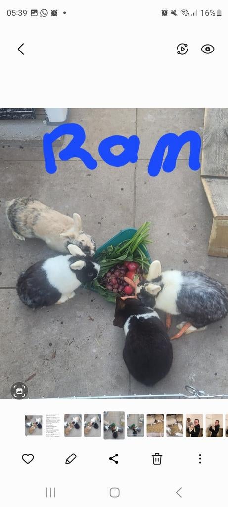 Konijnen, Dieren en Toebehoren, Konijnen, Meerdere dieren, Dwerg, 0 tot 2 jaar