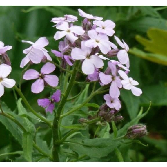 Hesperis matronalis, Damastbloem, Ophalen, Lente, Overige soorten, Halfschaduw