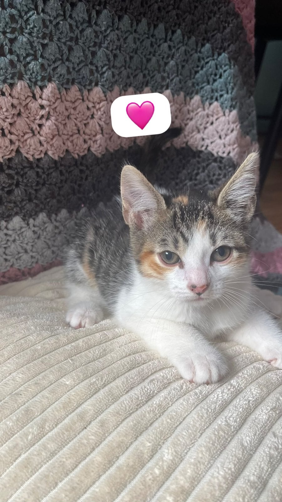 Kittens 8 weken, Dieren en Toebehoren, Katten en Kittens | Overige Katten, Meerdere dieren, 0 tot 2 jaar