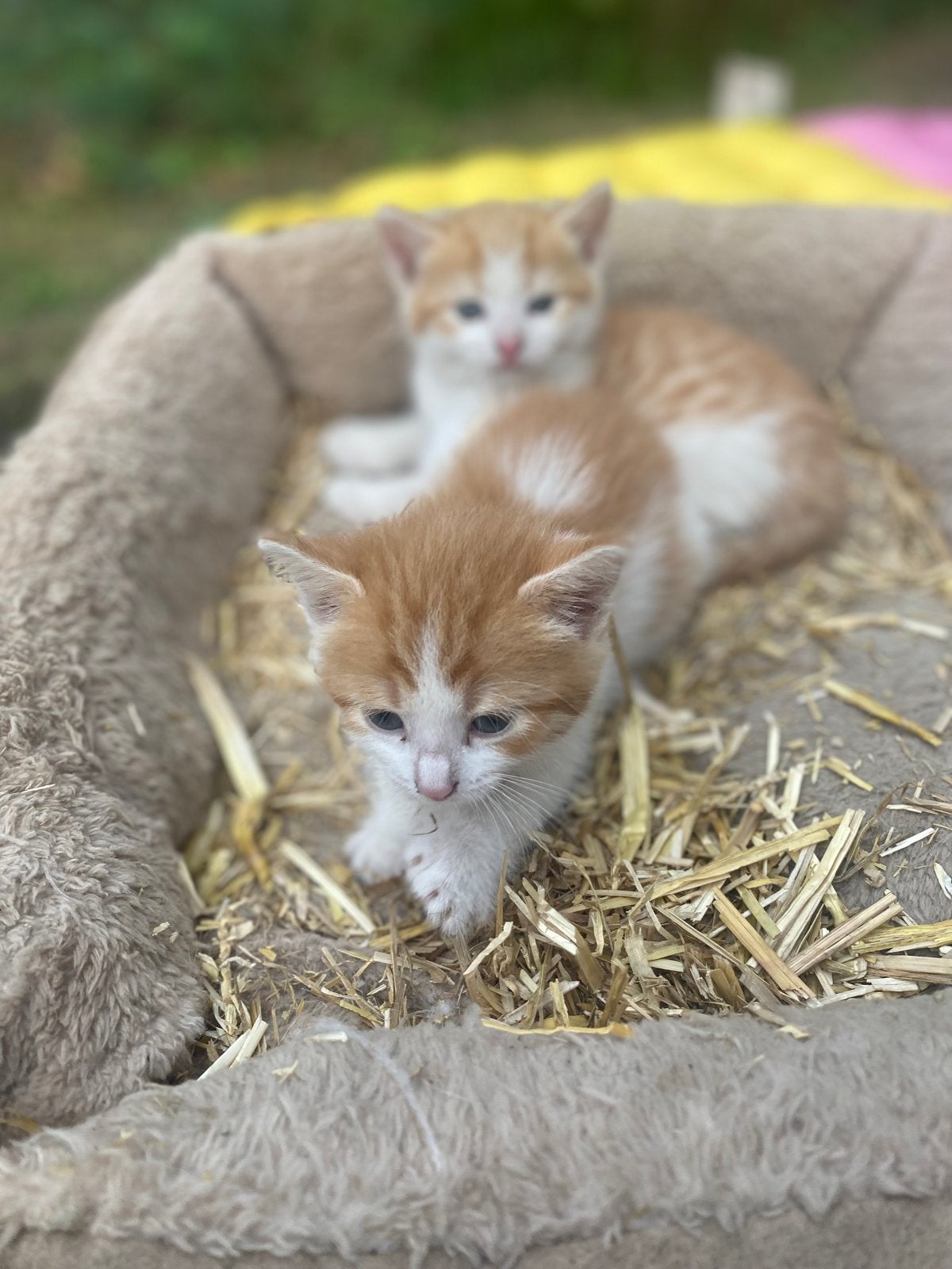 Lieve schattige kittens te koop, Meerdere dieren, Kortharig, 0 tot 2 jaar