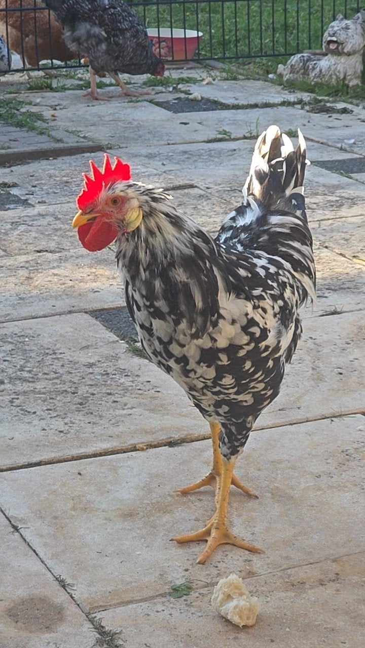bonte leghorn haan, Dieren en Toebehoren, Pluimvee