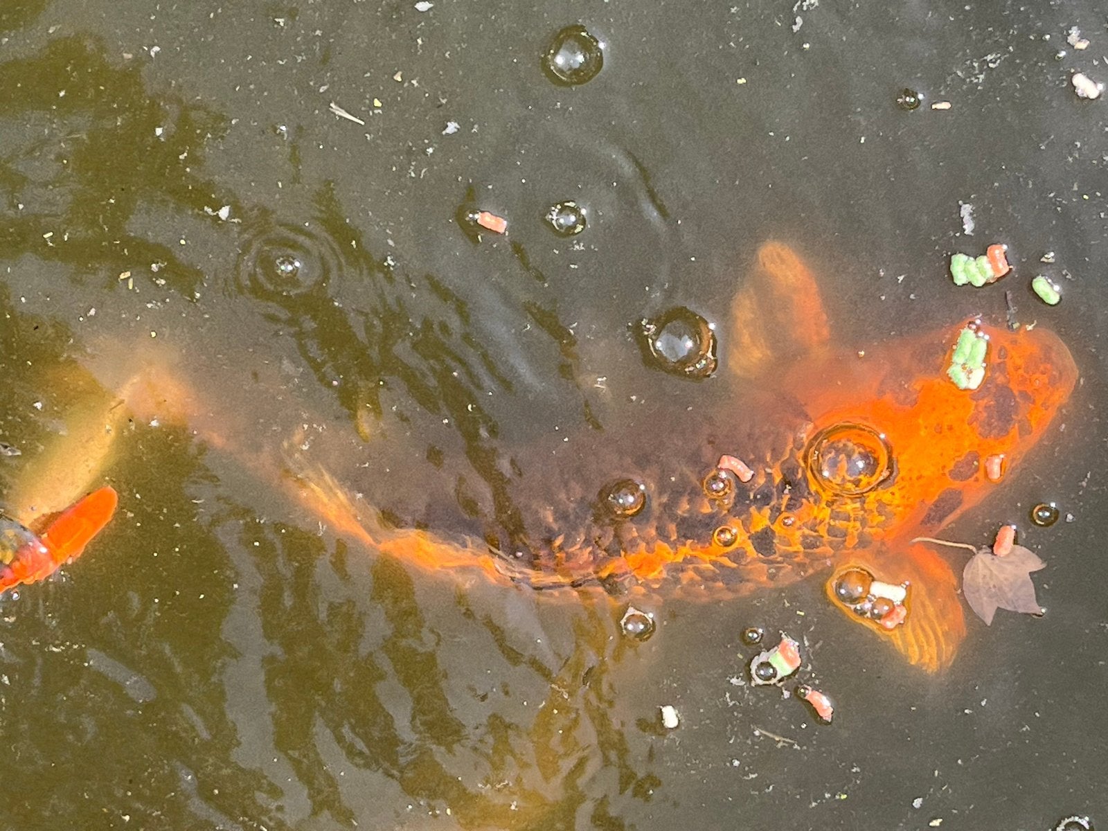 Koikarper 40-50 cm lang goud-zwart, Dieren en Toebehoren, Karper of Koi