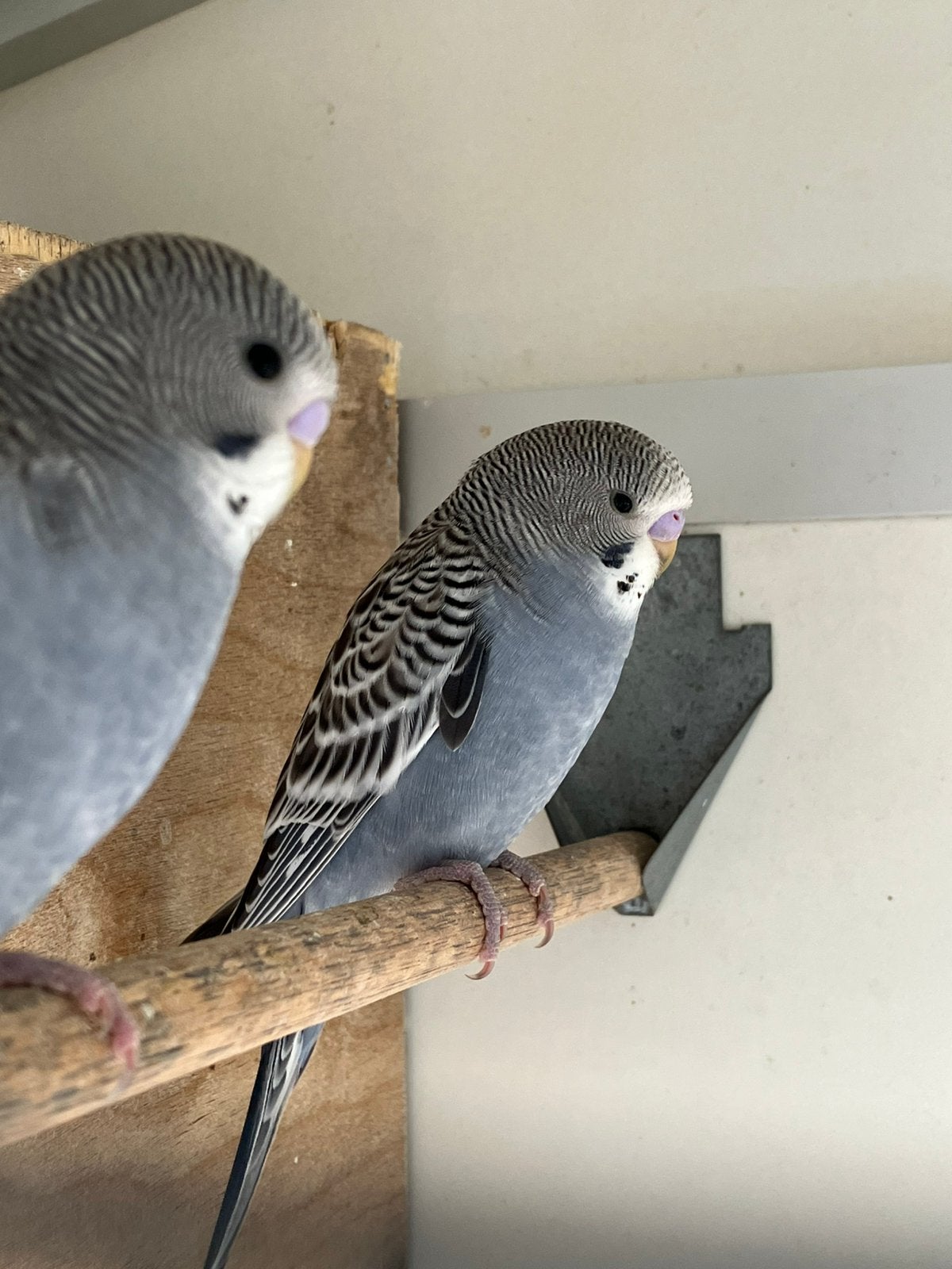 Te koop jonge grasparkieten leuk om tam te maken, Dieren en Toebehoren, Vogels | Parkieten en Papegaaien, Meerdere dieren, Parkiet