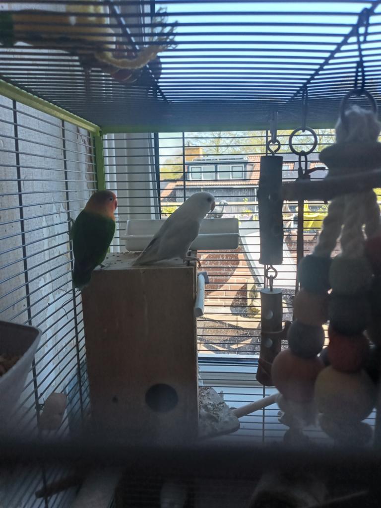 Agarponis  pop en mannetje en kooi, Dieren en Toebehoren, Vogels | Parkieten en Papegaaien, Meerdere dieren, Parkiet