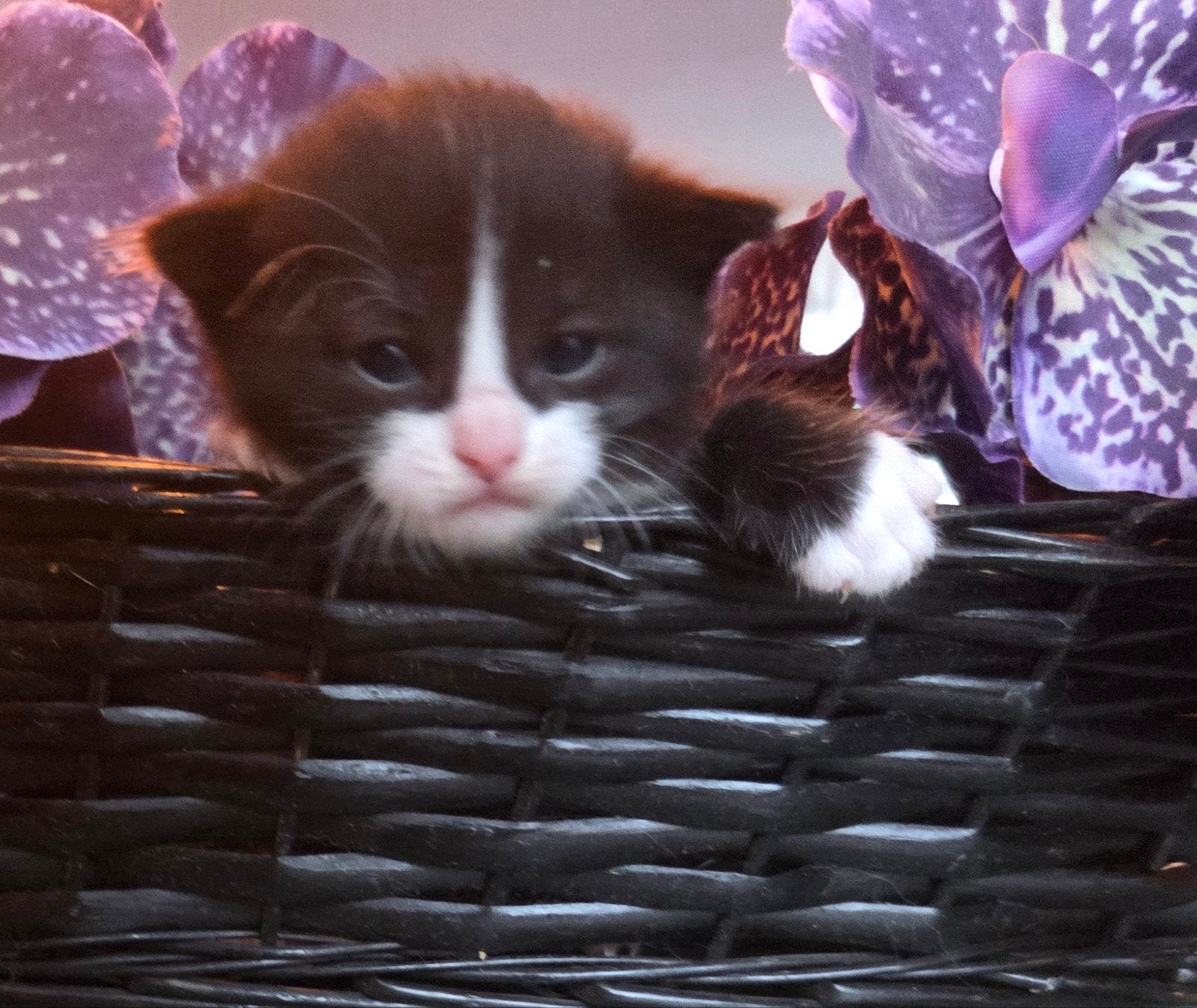 2 katers beschikbaar, Kater