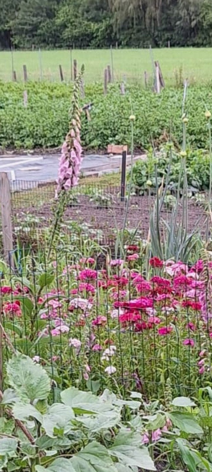 Duizendschoon zaden - Prachtige bloemen voor uw tuin, Ophalen of Verzenden, Voorjaar, Volle zon, Zaad