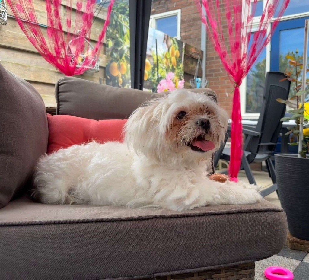 Boody de boomer hond, Dieren en Toebehoren, 1 tot 2 jaar, Eén hond, Nederland, Particulier