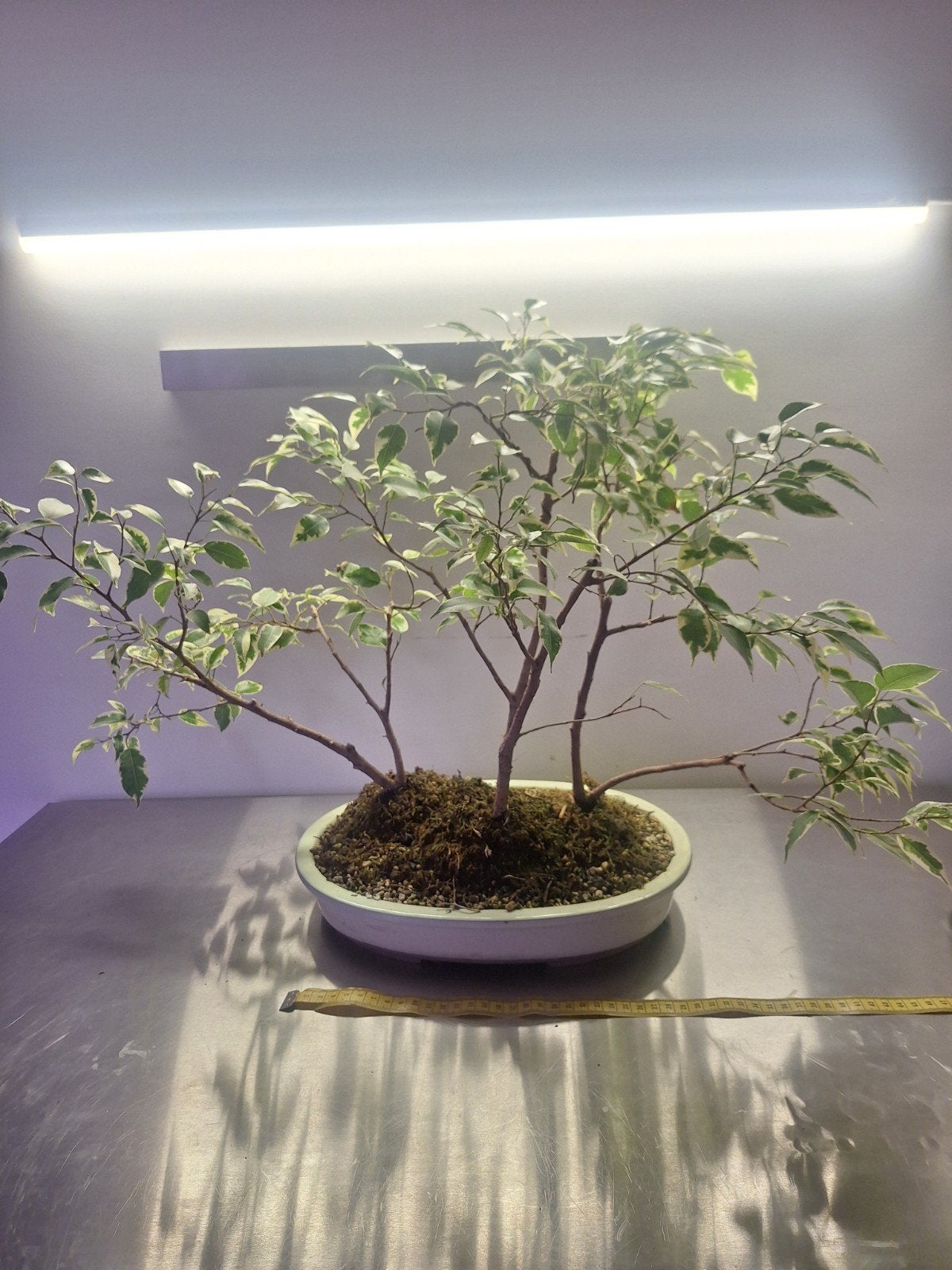 Ficus Benjamina 'Starlight' Bonsai forest, Vaste plant, Bloeit niet, Halfschaduw, Ophalen