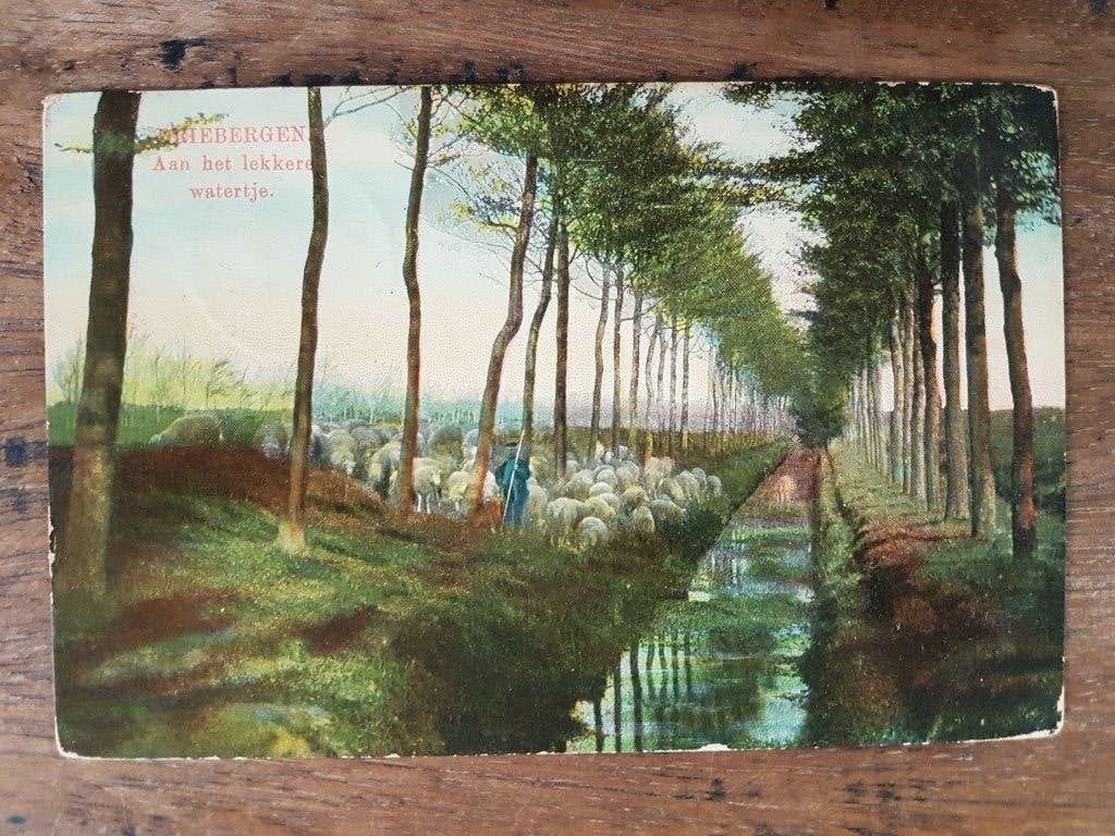 Ansichtkaart Driebergen Schapen Schaapsherder Herder Schaap, Ophalen of Verzenden, Voor 1920, Gelopen, Utrecht