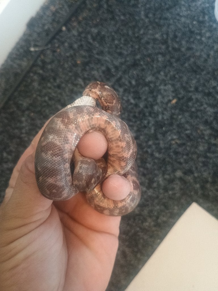 Boa constrictor, Dieren en Toebehoren, Slang, 3 tot 6 jaar