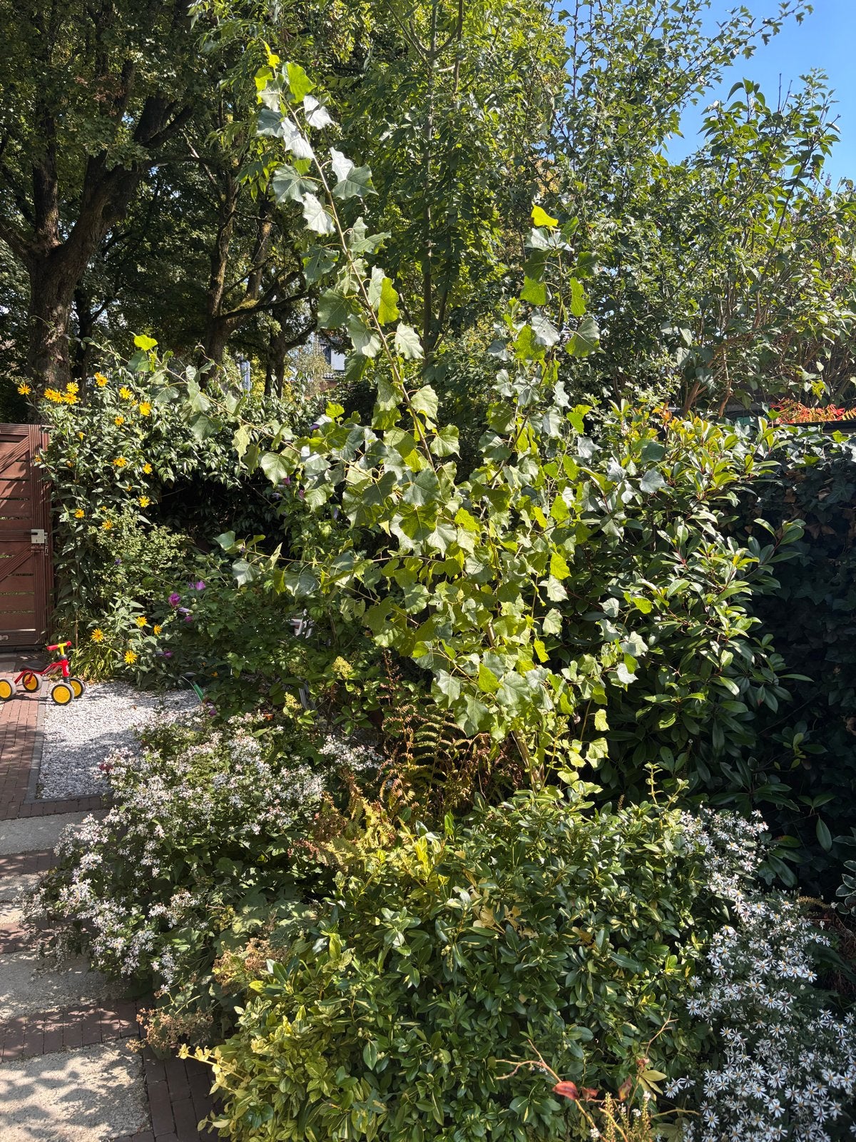 Populier boom, ruim 2 meter hoog, Tuin en Terras, Planten | Bomen, Ophalen, Volle zon, Overige soorten, 100 tot 250 cm