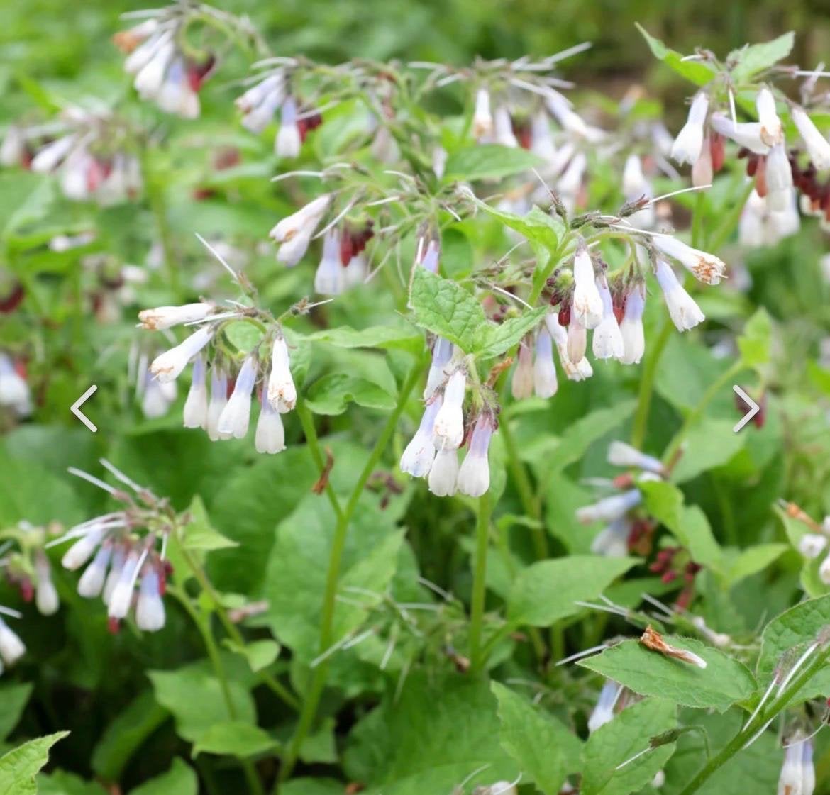 Verse Smeerwortel planten - Biologisch gekweekt, Ophalen, Vaste plant, Halfschaduw, Kruiden
