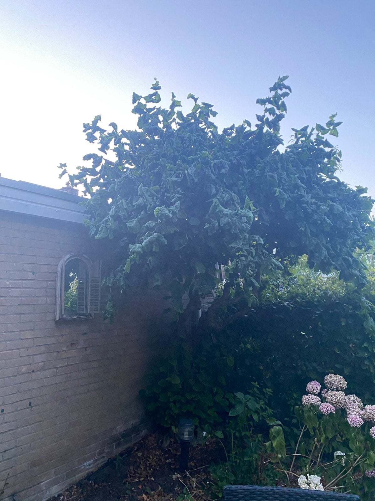 Grote, volgroeide boom voor uw tuin, Tuin en Terras, Planten | Bomen, Bloeit niet, Overige soorten, 400 cm of meer, Ophalen