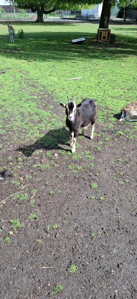 3 dwerggeiten, Dieren en Toebehoren, Schapen, Geiten en Varkens, Vrouwelijk, Geit, 0 tot 2 jaar