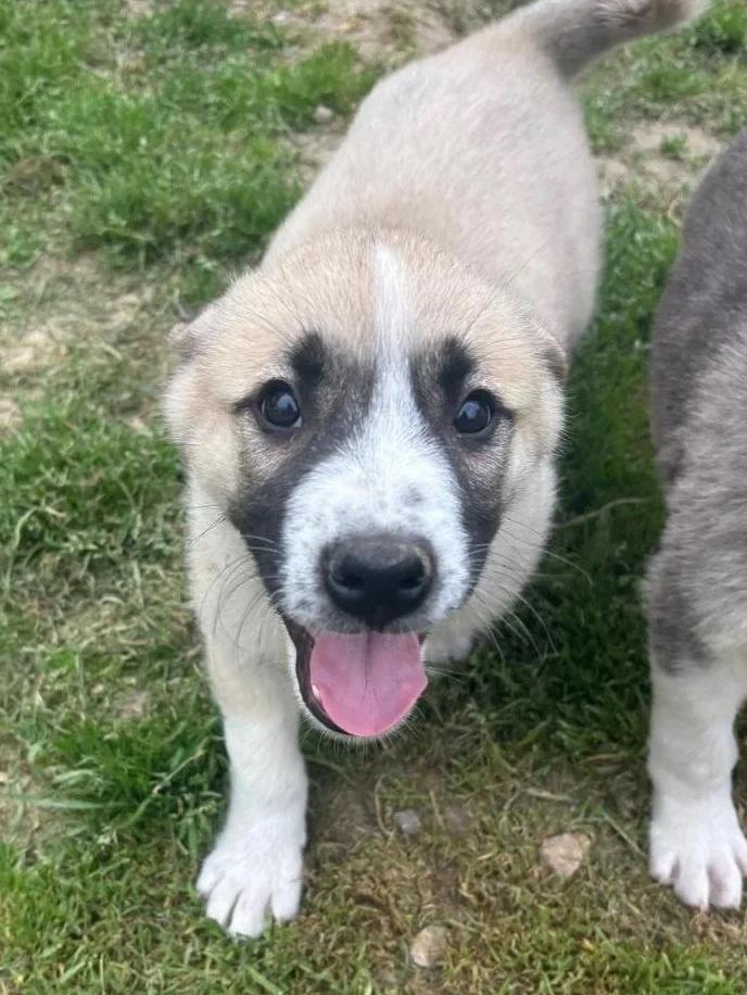 Lieve Rob zoekt een huisje….., Dieren en Toebehoren, Honden | Niet-rashonden, Particulier, Reu, 8 tot 15 weken, Buitenland