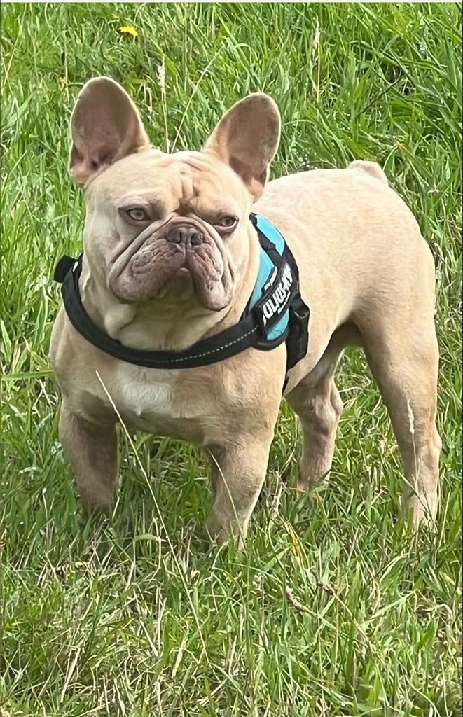 Dekreu merle isabella, Dieren en Toebehoren, Honden | Bulldogs, Pinschers en Molossers, Parvo, Reu, Bulldog, Meerdere