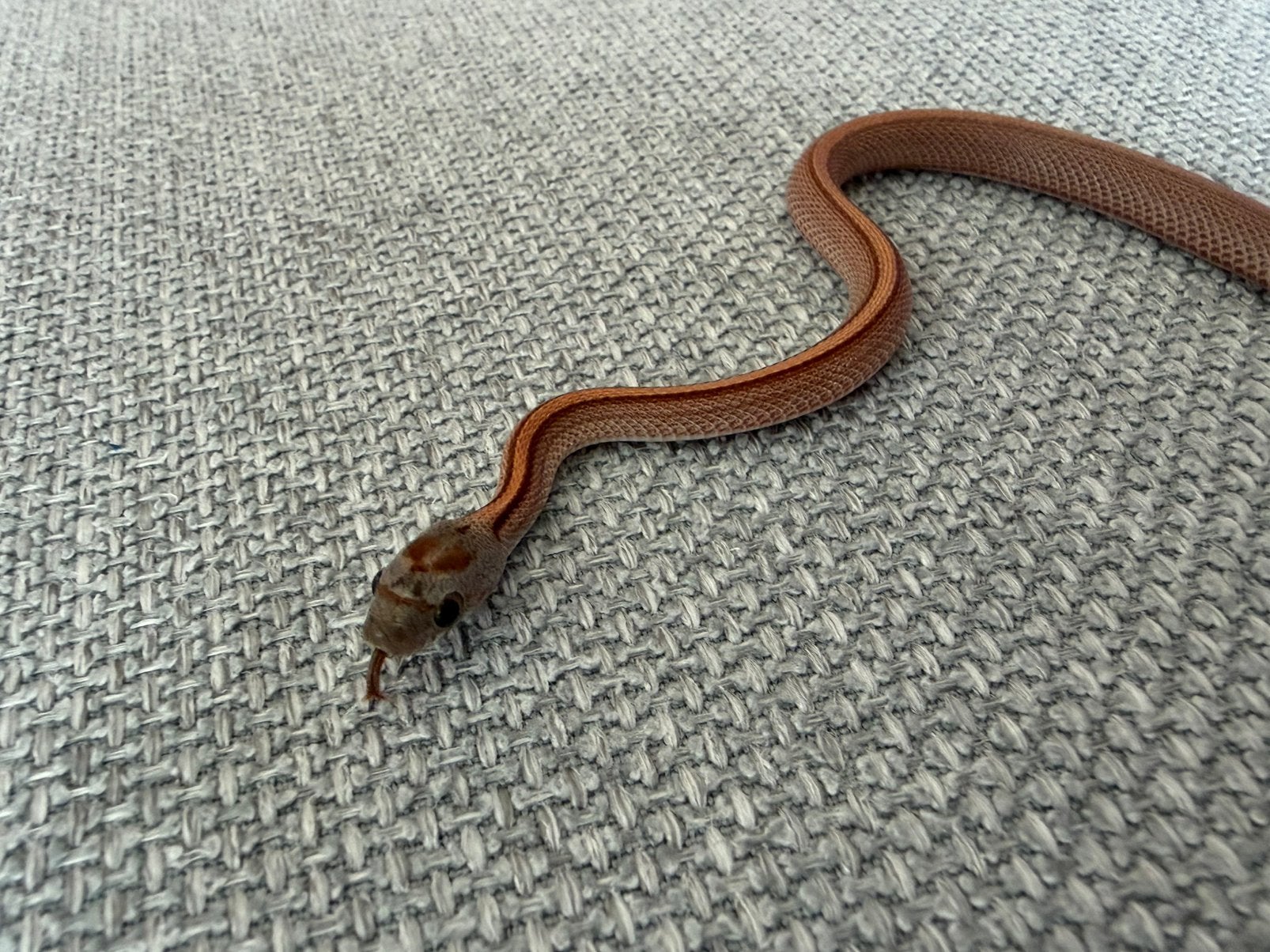 Rattenslang (jong) Rat Snake - unknown for sale from Lisanne van Oeveren