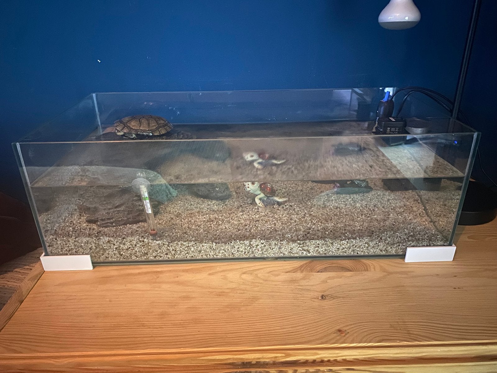 Schildpad, Ophalen, Zo goed als nieuw, Leeg aquarium