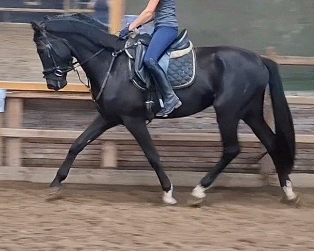 Superbrave 4,5 jr KWPN ruin 1,68 mtr(recreatie-manege-sport, Dieren en Toebehoren, Ruin, 3 tot 6 jaar, Met stamboom, B