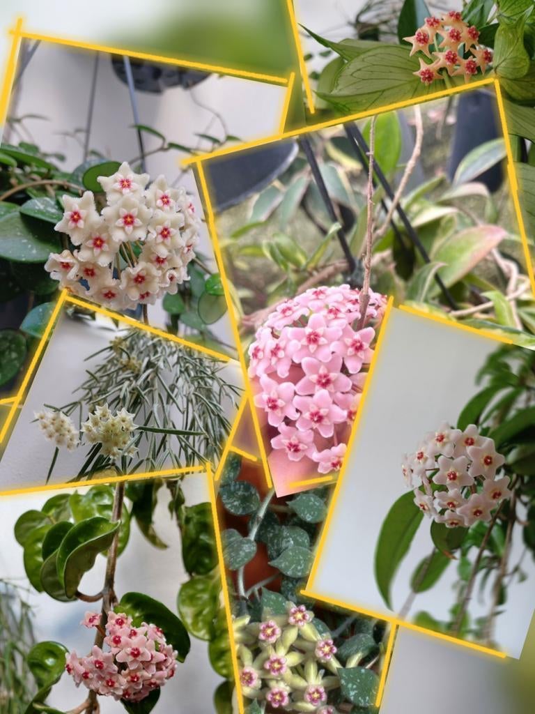 Hoya stekjes! Hoya Minibelle, Shepherdii + is weer vers mos!, Ophalen of Verzenden, Halfschaduw, Minder dan 100 cm