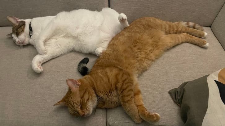 Rick & Morty, Dieren en Toebehoren, Kater, Kortharig, 6 jaar of ouder