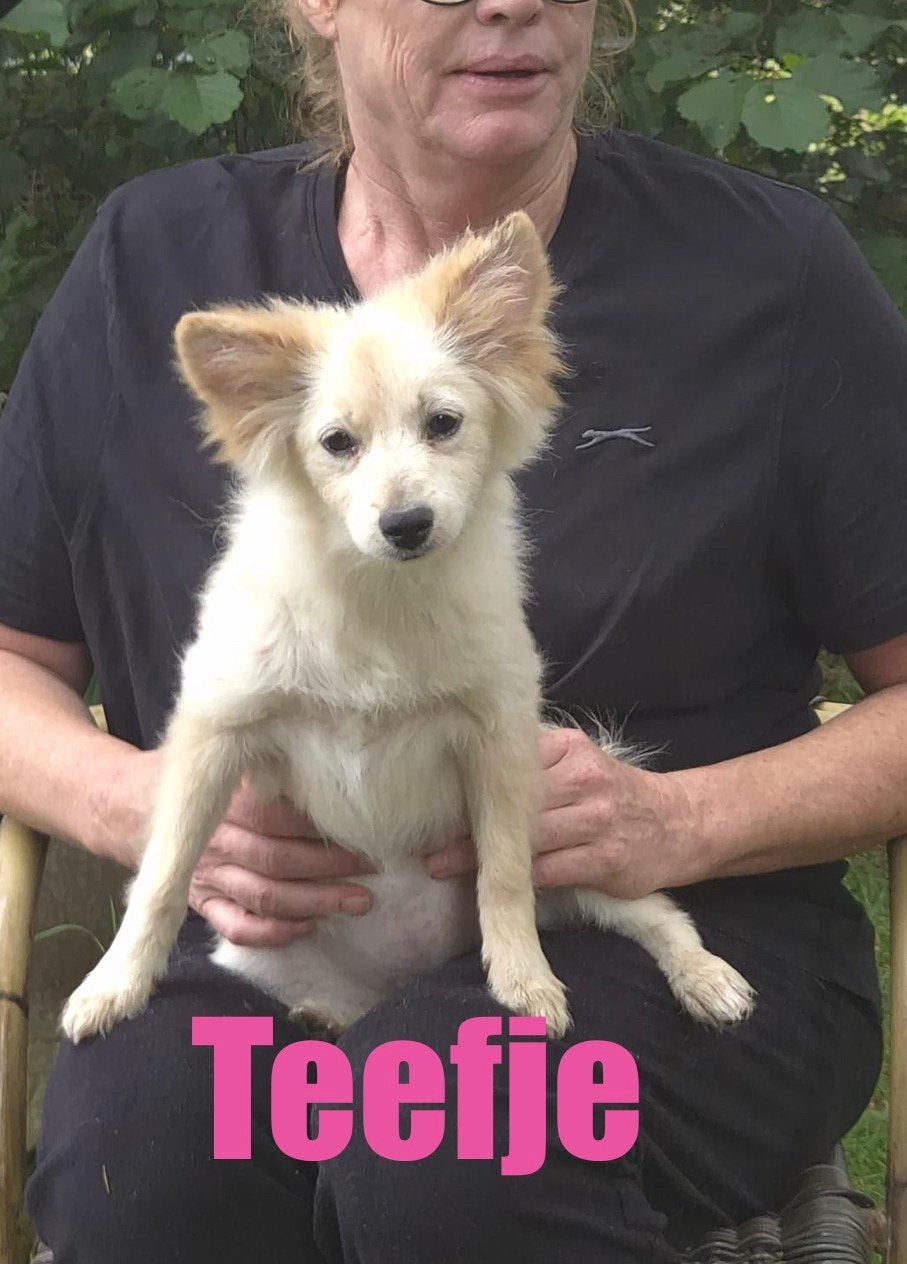 6 (nog 4)  Prachtige Boomer x Pomeriaantje meiden en jongens, Parvo, Nederland, Overige rassen, 8 tot 15 weken