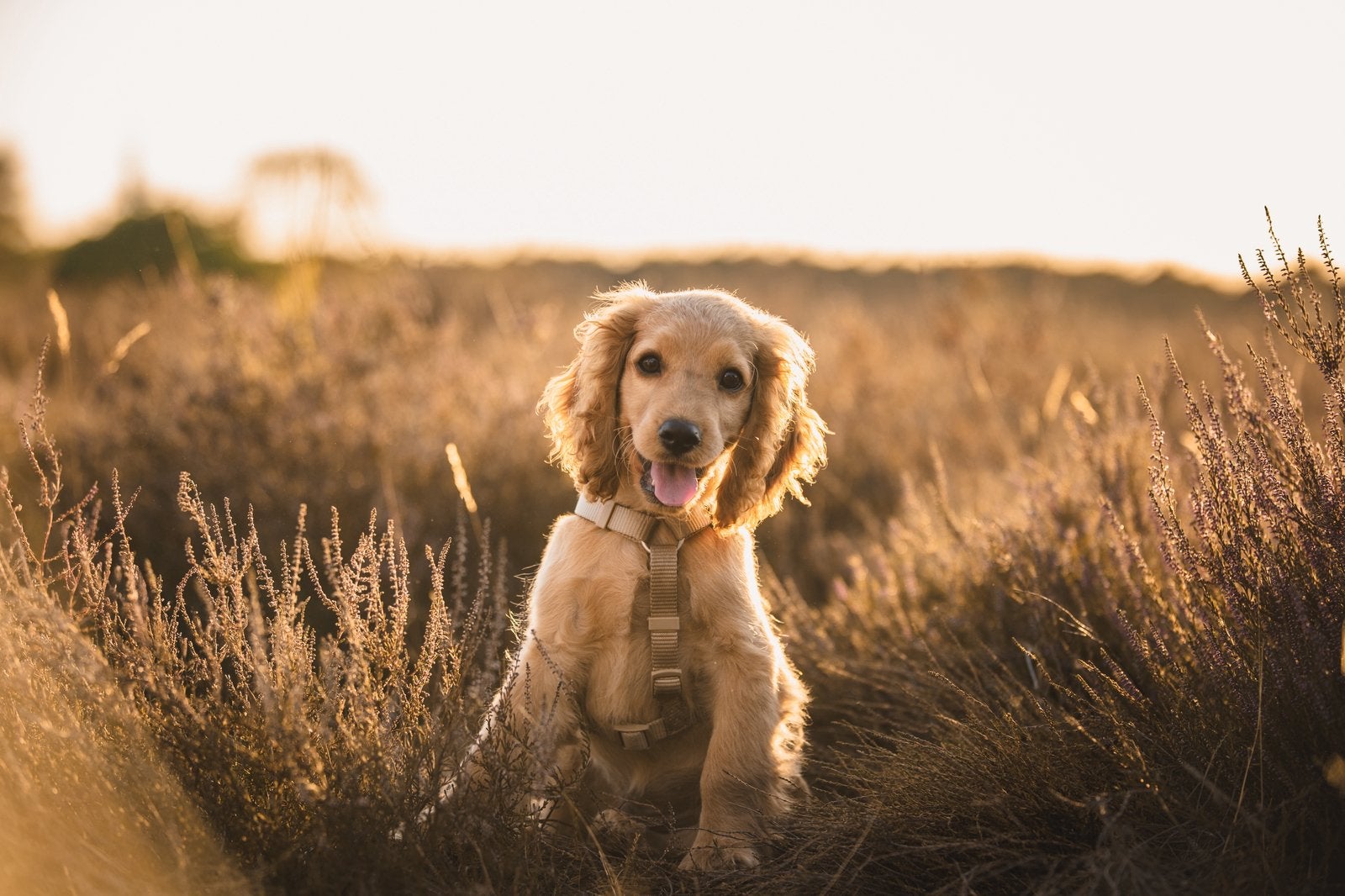 Engelse Cocker Spaniel pup bijna half jaar oud, reu, Particulier, 15 weken tot 1 jaar, Reu, Buitenland