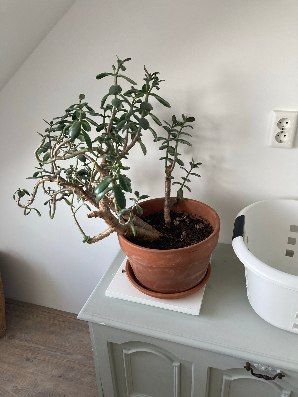 Grote en gezonde Jadeplant (Crassula Ovata), Huis en Inrichting, Ophalen, Vetplant, Halfschaduw, In pot