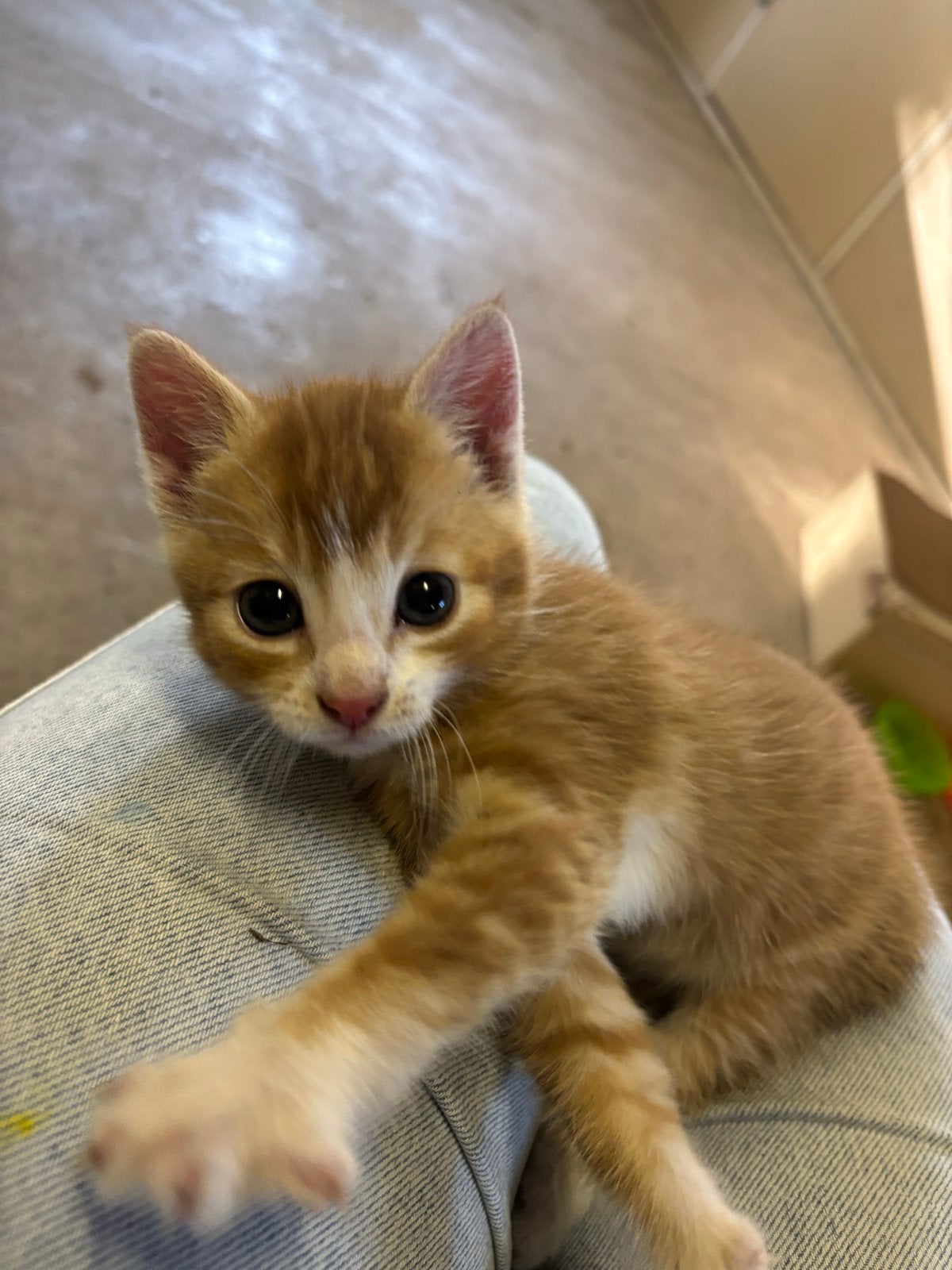 Lieve tamme kitten, Dieren en Toebehoren, Poes, Kortharig, 0 tot 2 jaar