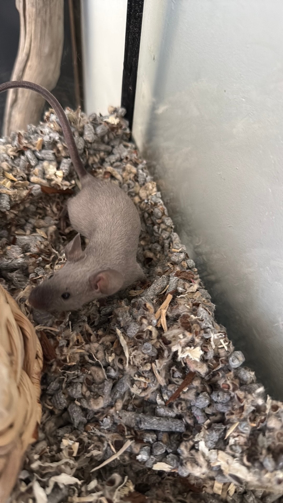 Tamme muisjes, Dieren en Toebehoren, Knaagdieren, Muis, Vrouwelijk, Mei, Tam