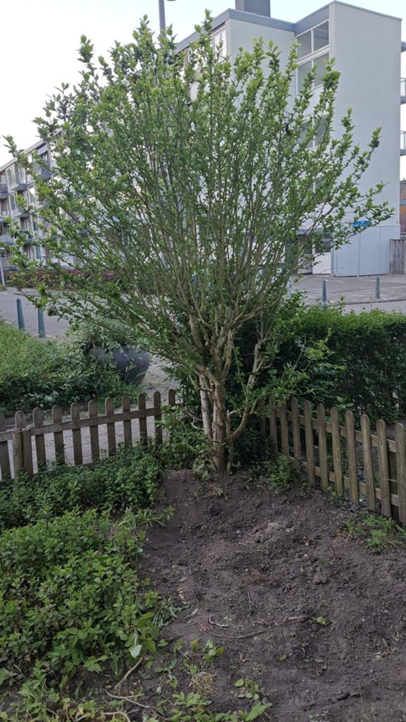 Prachtige Hibiscus (Altheastruik) plant boom struik, Volle zon, 100 tot 250 cm, Zomer, Overige soorten
