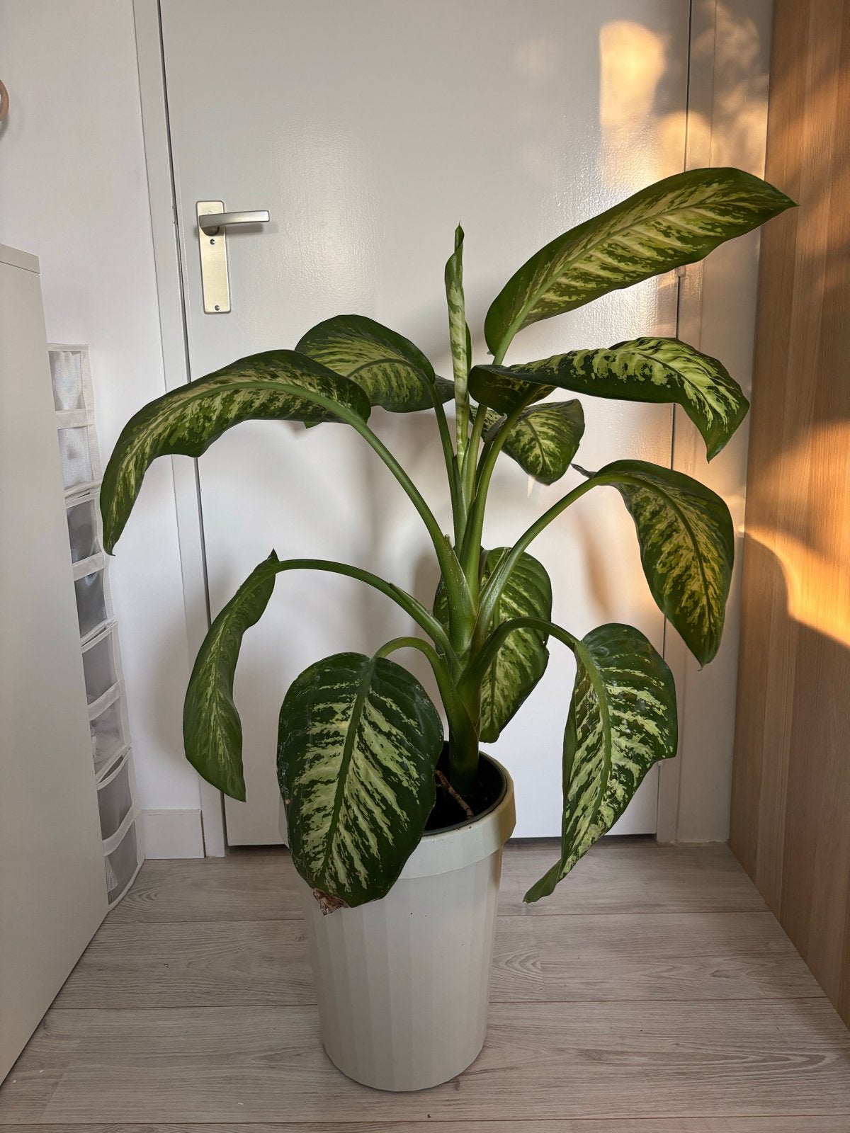 Grote Dieffenbachia kamerplant, Ophalen, 100 tot 150 cm, Overige soorten, Halfschaduw