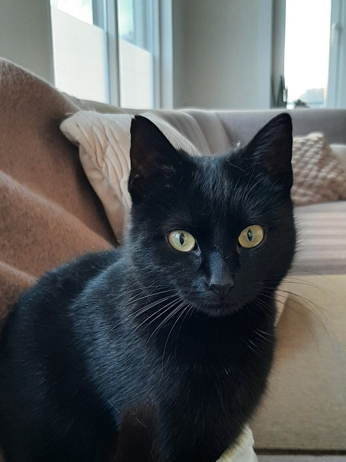 Zwarte poes vermist