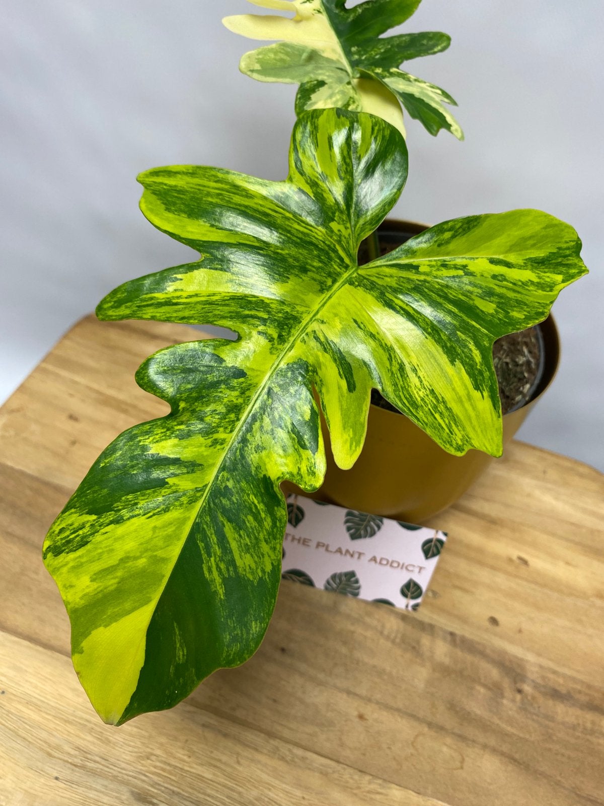 Philodendron Florida Beauty x Mayoi Variegata, Huis en Inrichting, Kamerplanten, Ophalen of Verzenden, Halfschaduw, Minder dan 100 cm