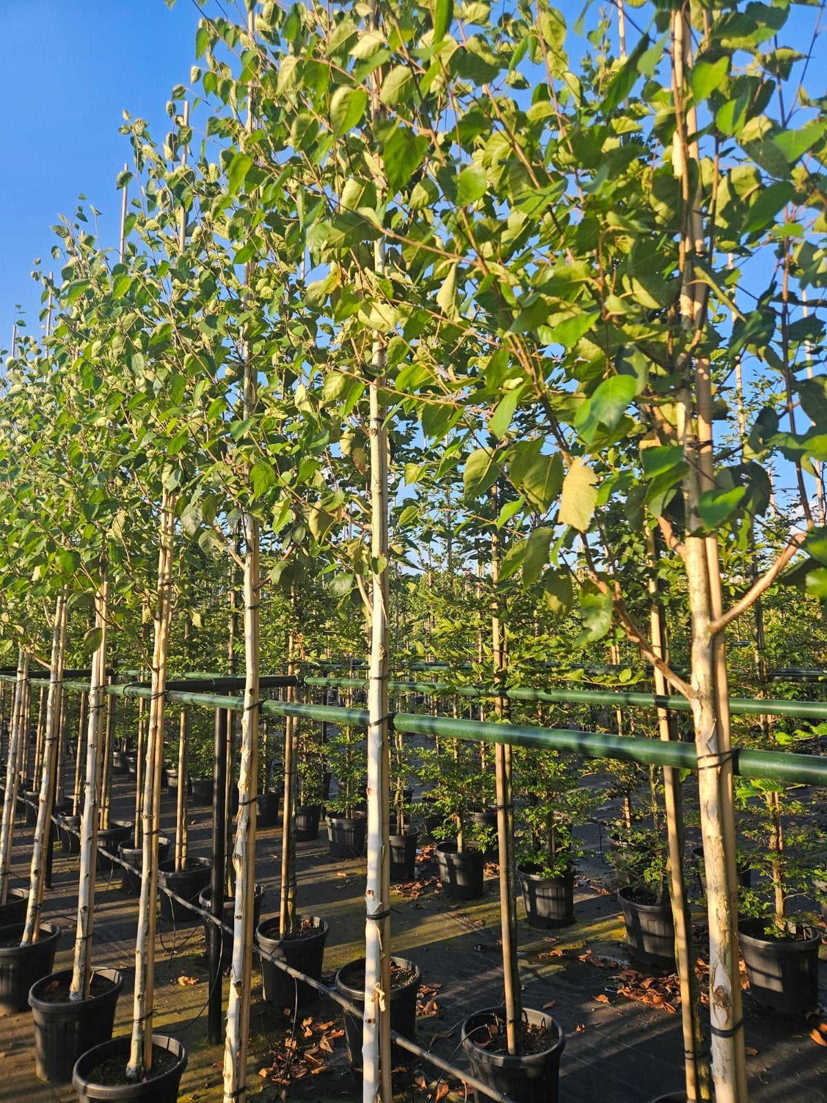 betula utilis 'Doorenbos' te koop!, Bloeit niet, Halfschaduw, Overige soorten, 250 tot 400 cm