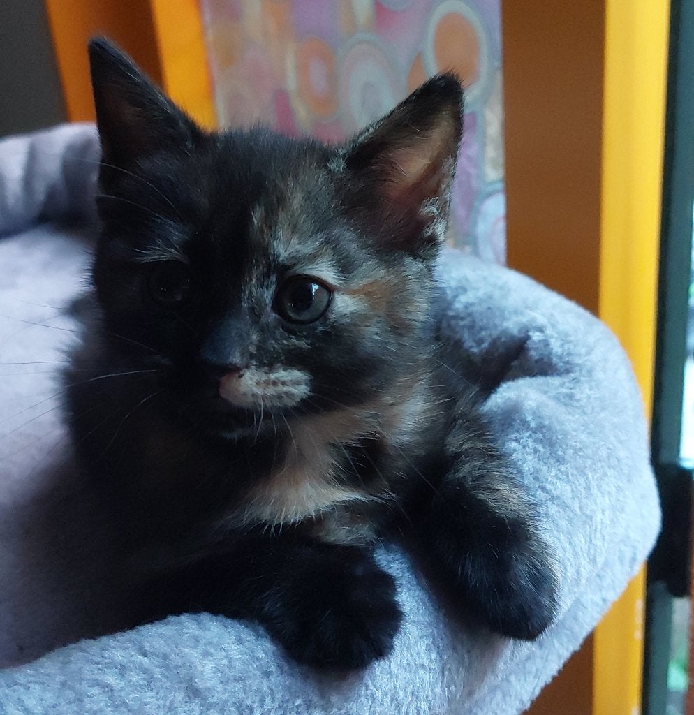Kitten - poesje zoekt thuis, Poes, Kortharig, 0 tot 2 jaar