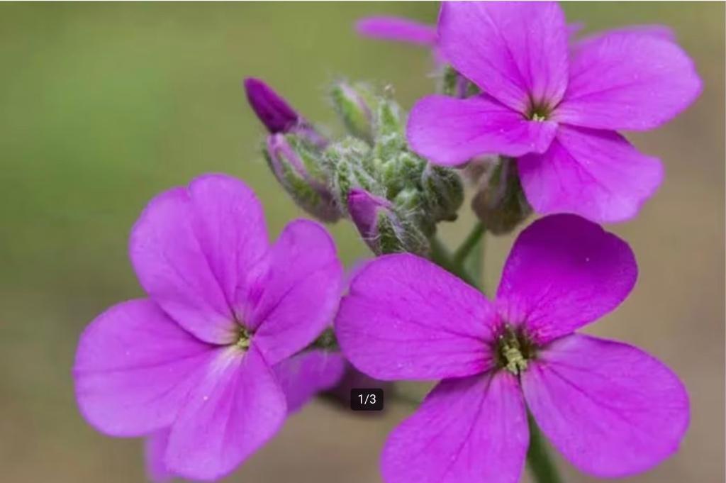 Damastbloem, paars bloeiend, Vaste plant, Halfschaduw, Zomer, Ophalen