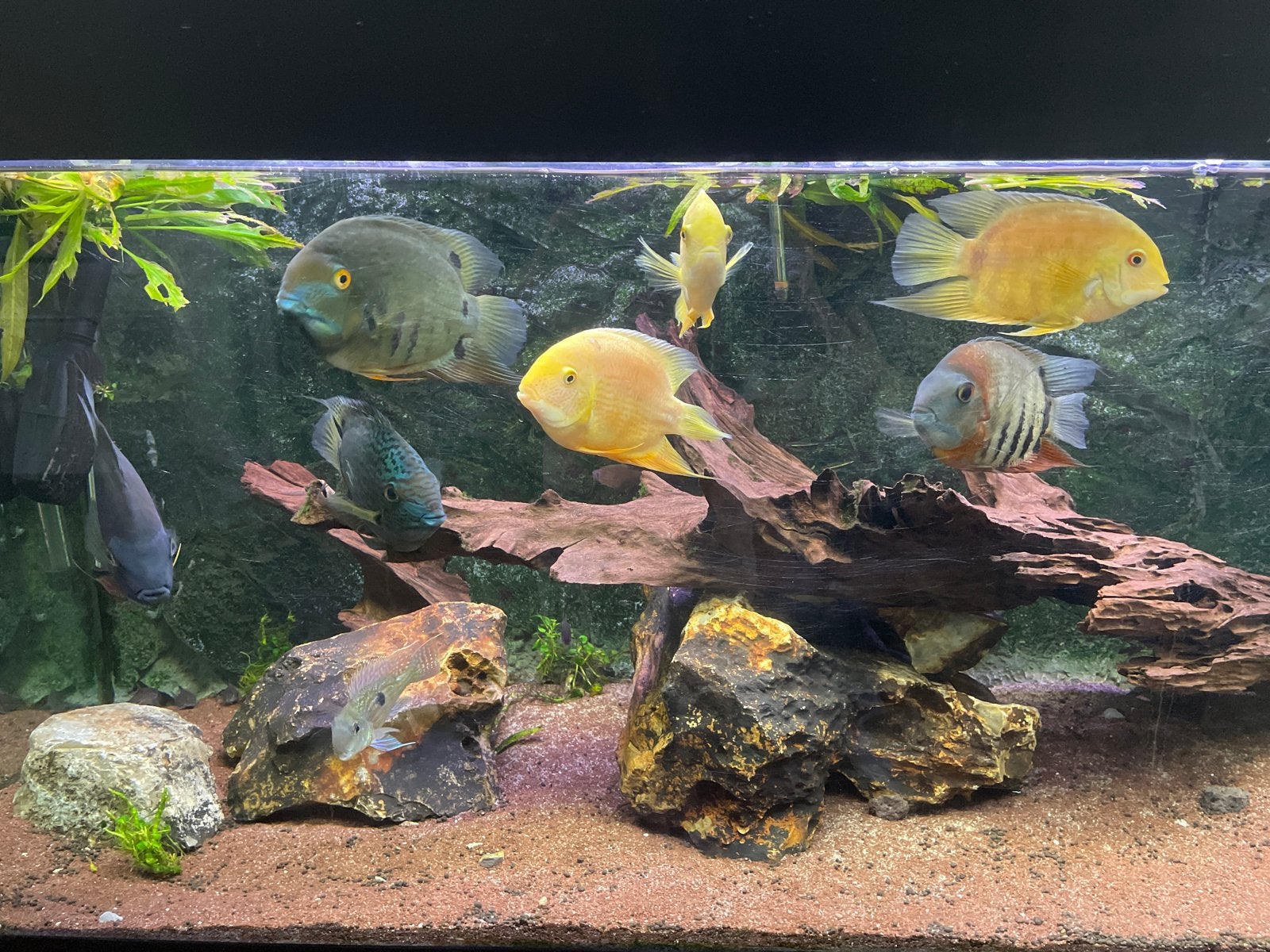 Mooie Heros Severum cichlides te koop, Vis