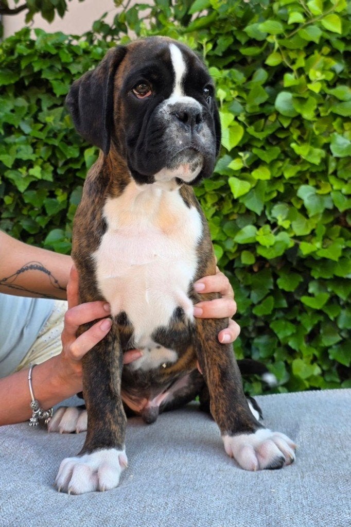 Boxer pups Een jongen, Dieren en Toebehoren, Overige rassen, 8 tot 15 weken, Parvo, Meerdere