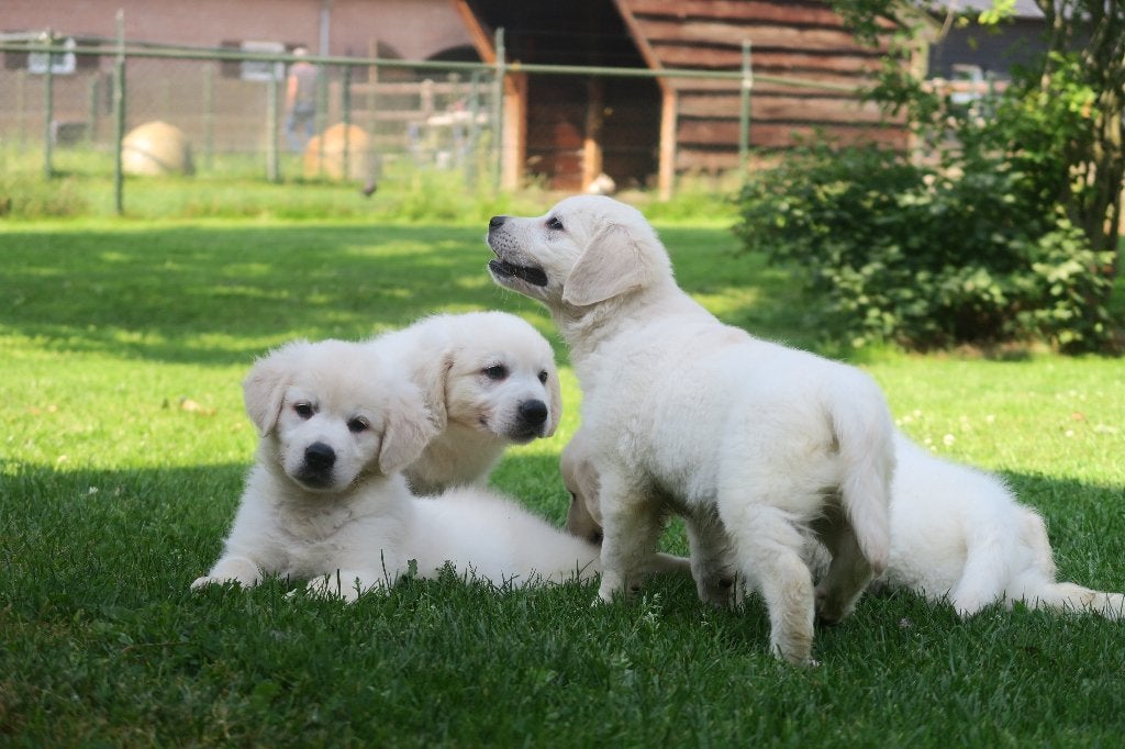 Leuke Golden Retriever kruising pups, Dieren en Toebehoren, Honden | Retrievers, Spaniëls en Waterhonden, Nederland, 8 tot 15 weken