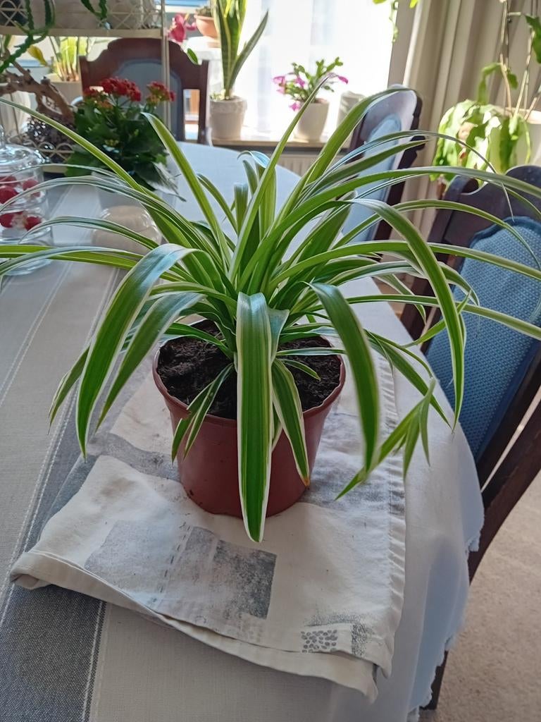 Graslelie met beginnende stekjes, Groene kamerplant, Ophalen of Verzenden, Overige soorten, In pot