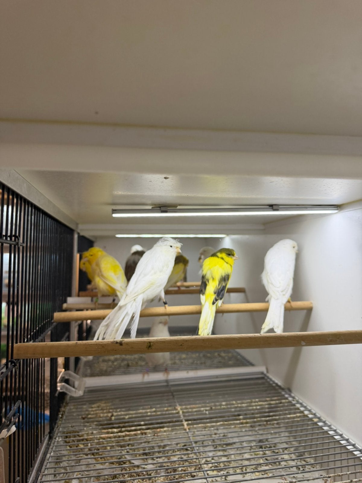 LANCASHİRE & YORKSHIRE KANARIES, Dieren en Toebehoren, Meerdere dieren, Kleurkanarie