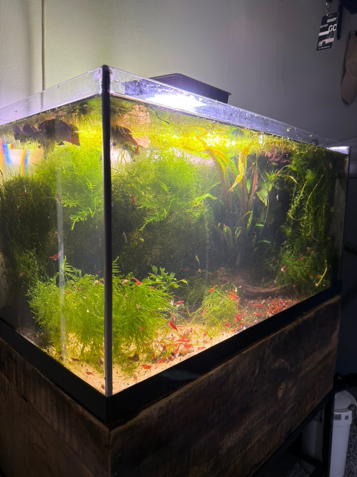 Rode en blauwe garnalen, Dieren en Toebehoren, Vissen | Aquariumvissen, Kreeft, Krab of Garnaal, Zoetwatervis