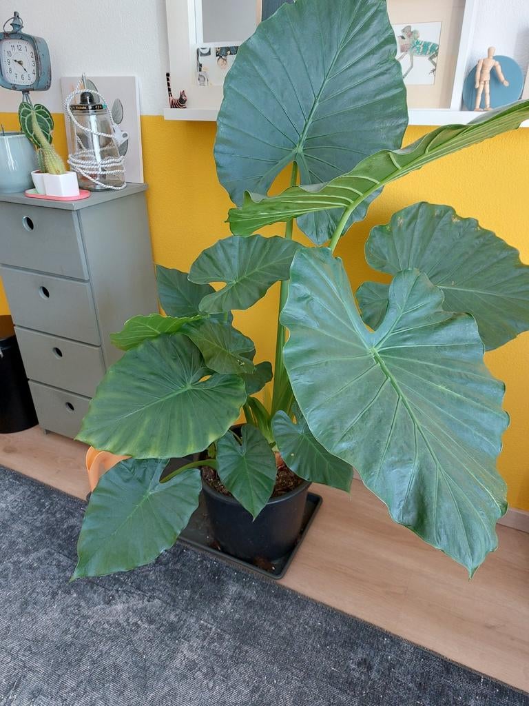 Grote Alocasia Kamerplant - Olifantsoor, Overige soorten, In pot, 150 tot 200 cm, Groene kamerplant