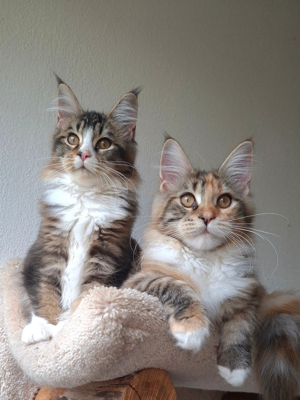 Maine Coon 2x poes Raszuiver, Yin en Yang, samen € 1500,-!, Meerdere dieren, Gechipt, 0 tot 2 jaar