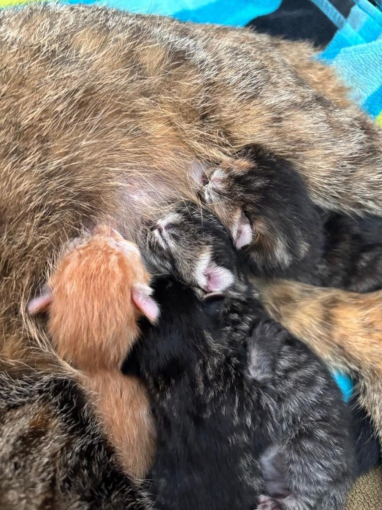 Prachtige kittens
