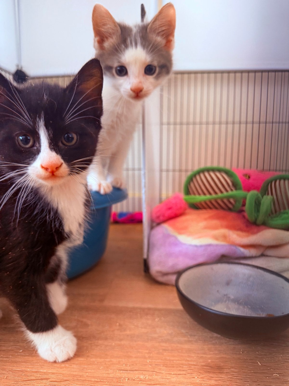 Foto 4 van Kittens mogen het nestje verlaten.
